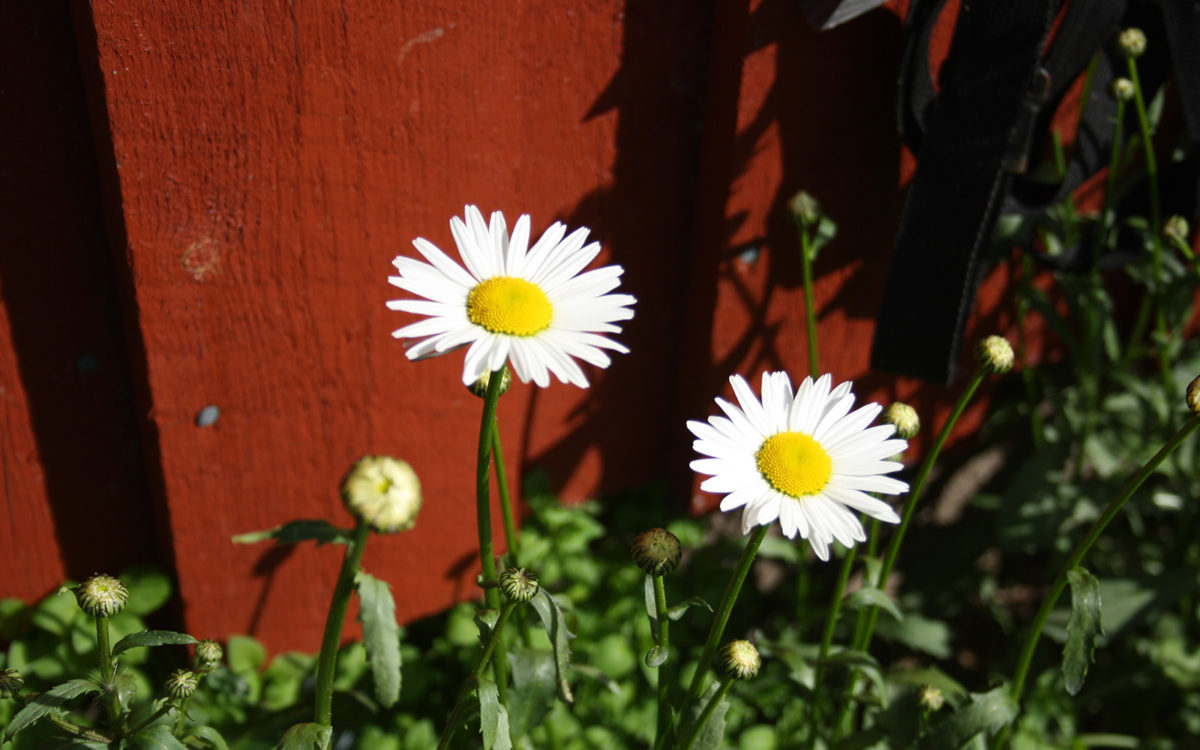 Kaksi kukkaa auringossa