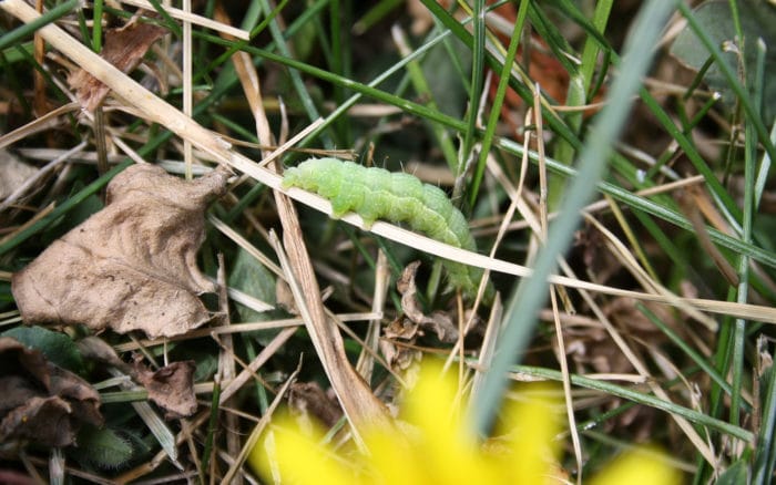 Pieni vihreä toukka nurmikolla