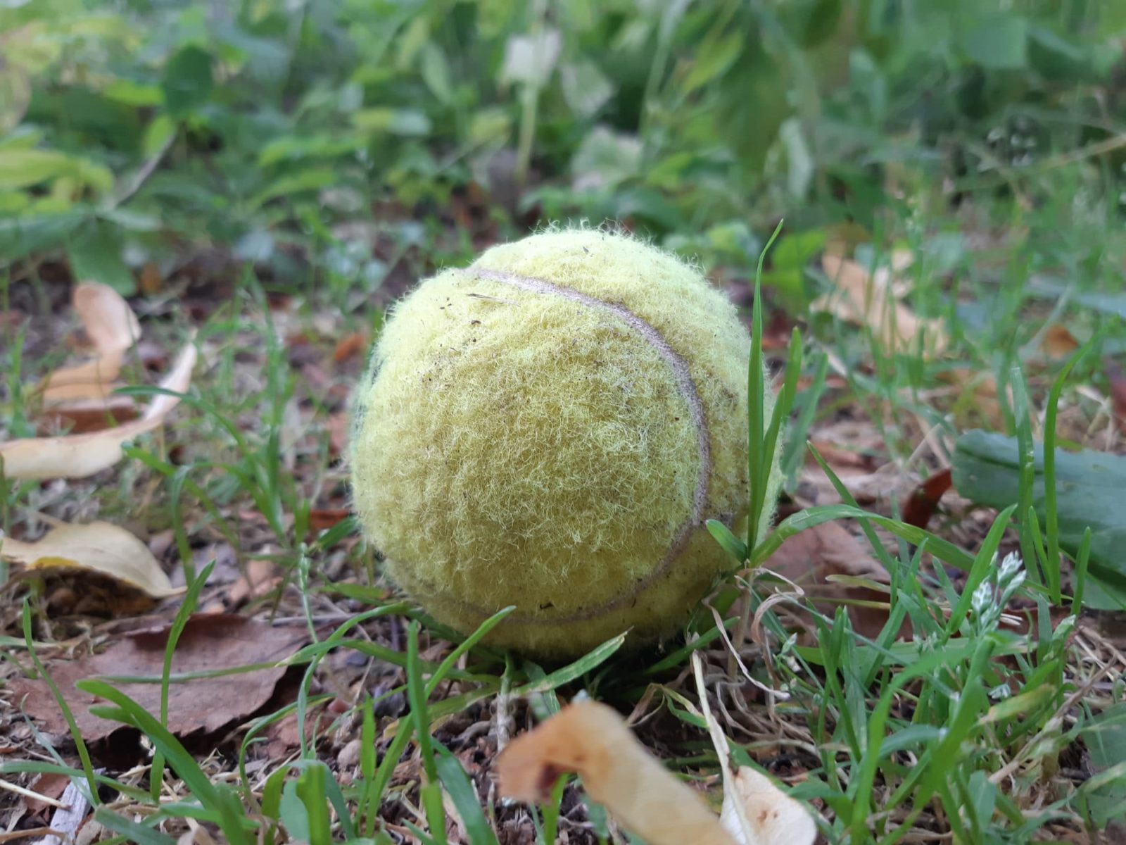 tennispallo ruohikossa