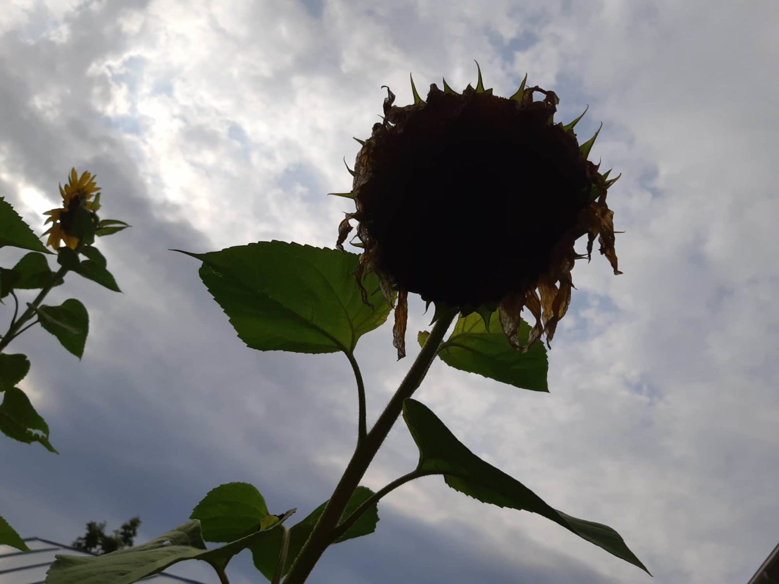 kuihtunut auringonkukka varjossa