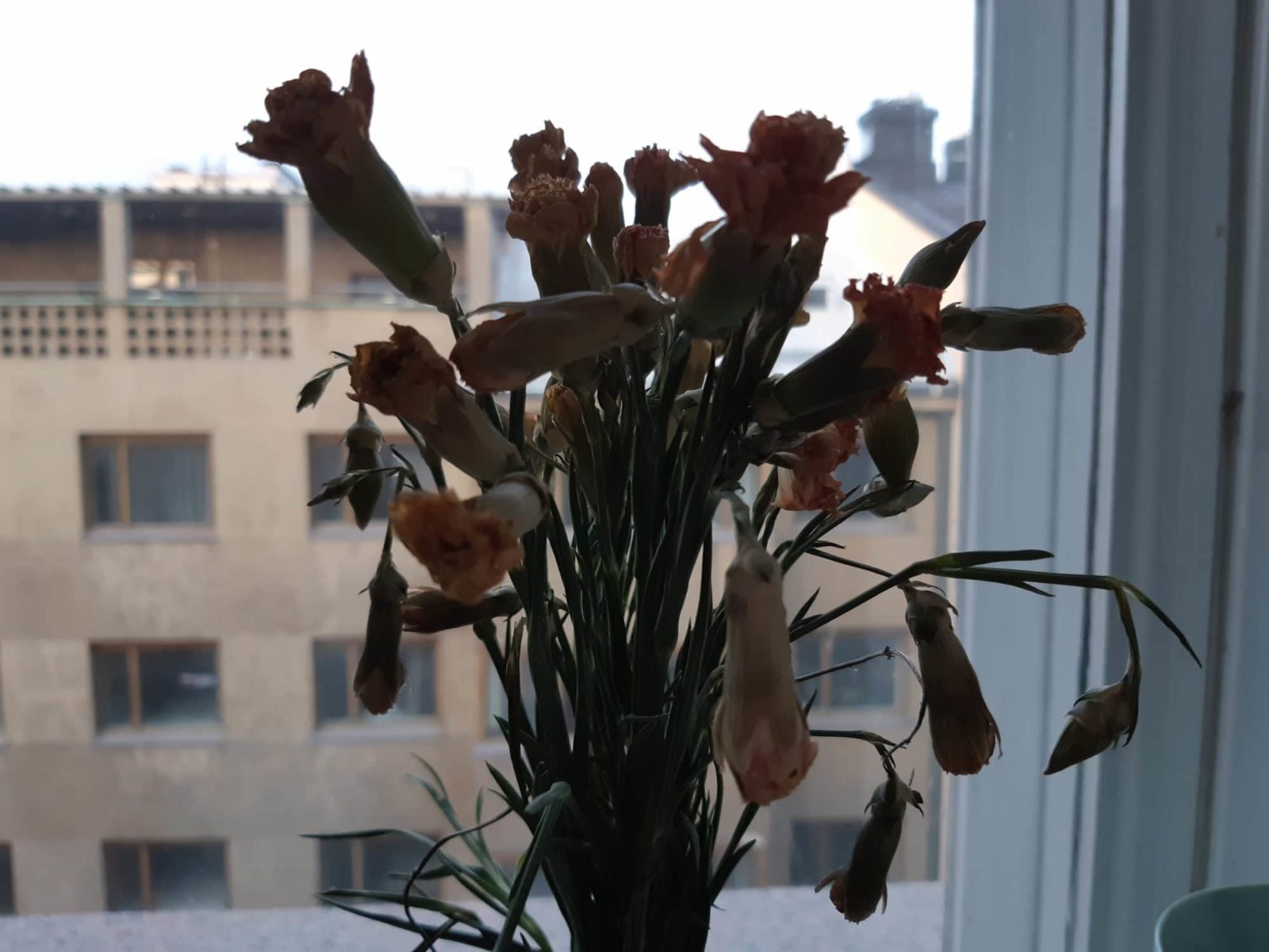 kukkia varjossa maljakossa ikkunalla