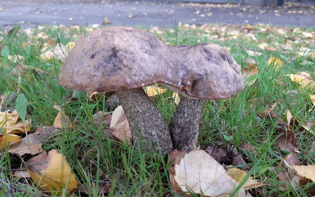 kaksi yhteen kasvannutta sientä