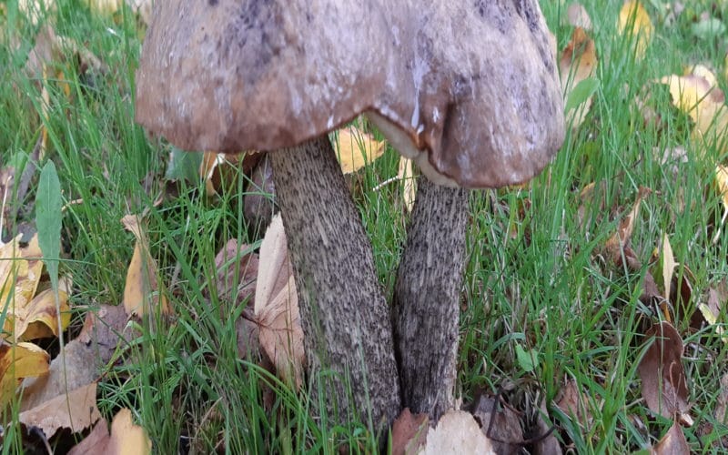 kaksi yhteen kasvannutta sientä