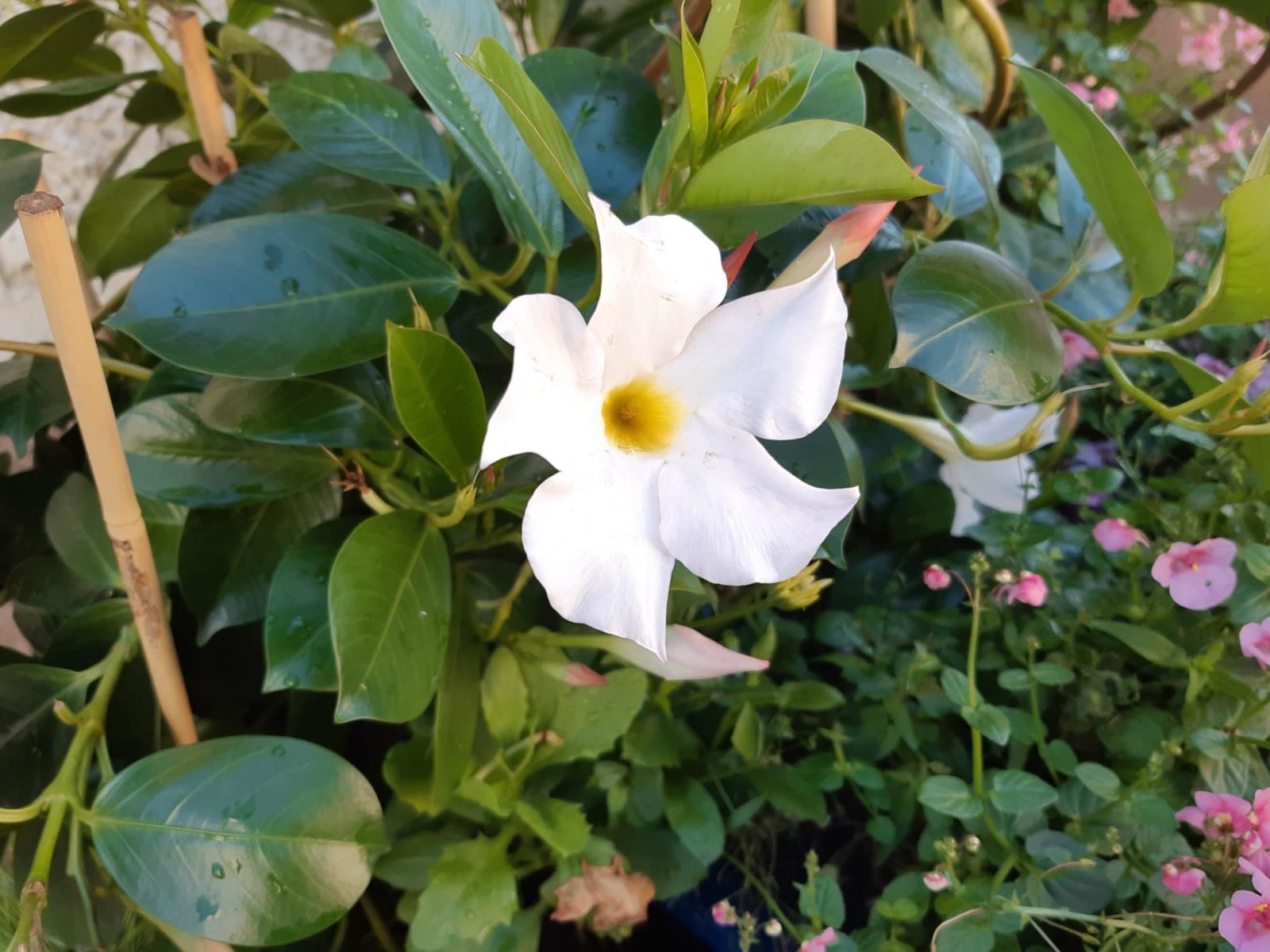 valkoinen kukka istutuksessa