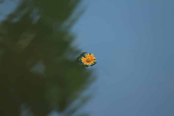 kukka veden pinnalla
