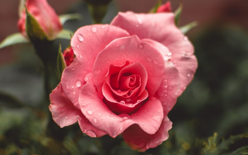 vaaleanpunainen ruusu ja kastepisaroita