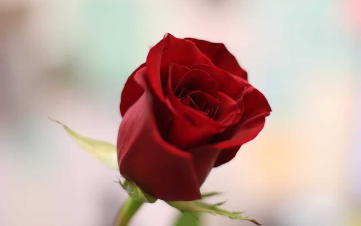 yksi punainen ruusu
